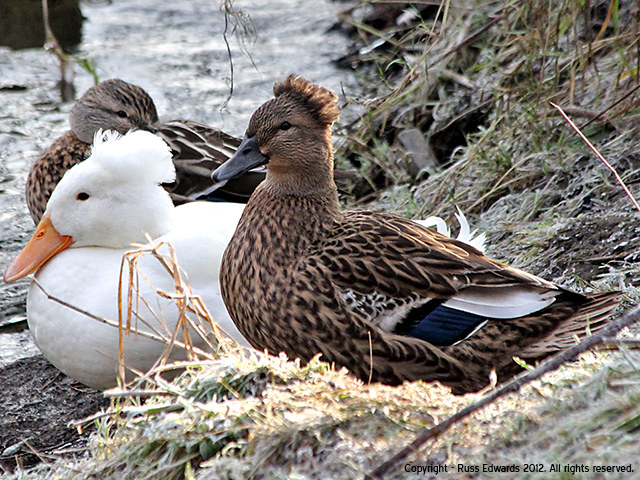 Mallard Cross Duck